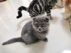-鼓捣猫呢主题猫咖店