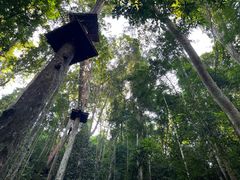 -西双版纳原始森林公园