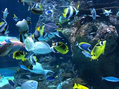 -新加坡海洋生态馆