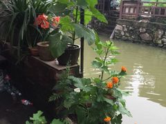 -贞姨芝麻糊