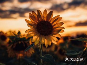 很喜欢向日葵 但是由于季节原因，只能选择道具棚拍