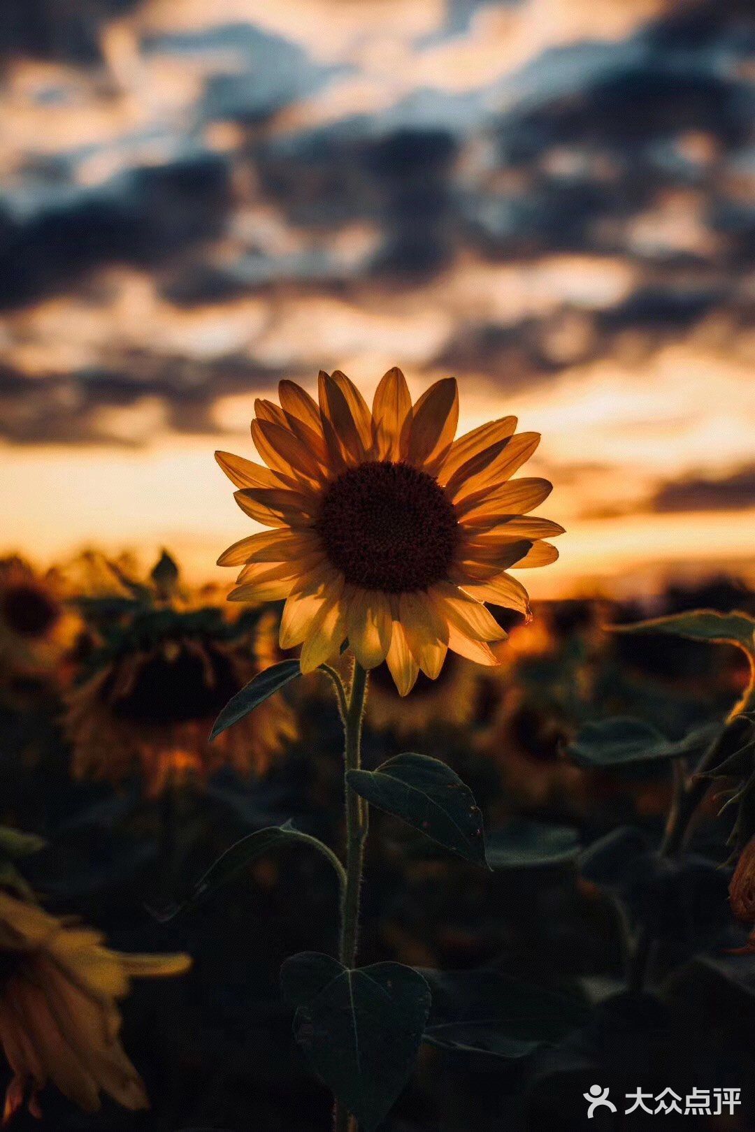 向日葵🌻