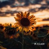 向日葵🌻