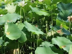 -莲花池公园