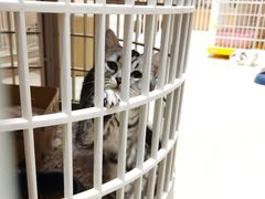 -藏猫猫咖啡主题馆(中央大道店)