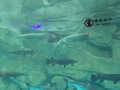-泉城欧乐堡海洋极地世界