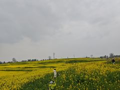 -三圣花乡旅游区