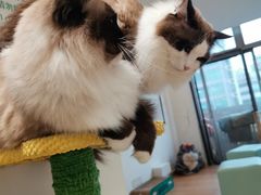 -猫在这儿猫咪咖啡馆·撸猫馆