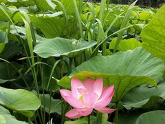 -荷塘月色湿地公园·向阳花洲