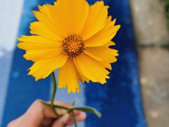 -贡湖湾湿地公园