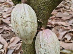 -歌斐颂巧克力小镇