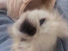 -彩虹桥宠物火化殡葬善终服务(金乐大厦店)