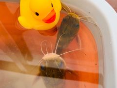 -帐篷客·溪龙茶谷度假酒店