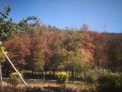 -马峦山郊野公园