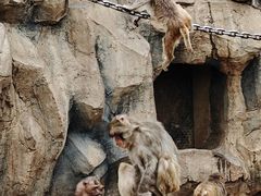 -青藏高原野生动物园