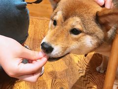 -柴务处·柴犬主题狗咖
