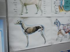 -芭比堂动物医院·心脏科·老年急重症·夜诊·吉雅分院