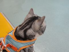 -动物缘宠物医院·骨科·猫科(西二环店)