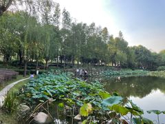 -陈家山荷花公园