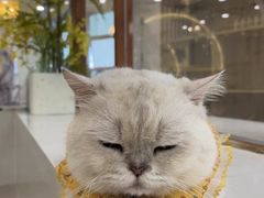 -共舞时光猫咖·狗咖(新街口店)