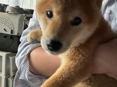 -柴犬高等学院·狗咖·柴犬售卖·宠物训练