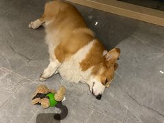 -贝利宠物医院·骨科·眼科·肿瘤转诊中心(南坪诊疗中心)