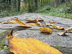 -五营红松林海景区