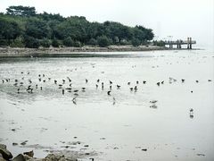 -深圳湾公园(南山区)
