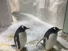 -大连圣亚海洋世界
