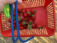 -南国桃园旅游度假区