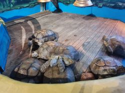 点击看大图 -未来动物城动物主题公园(大悦城店)