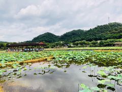 -红山村
