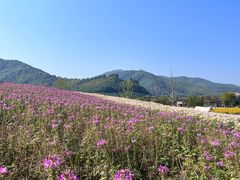 -径山花海