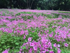 -金鸡湖桃花岛