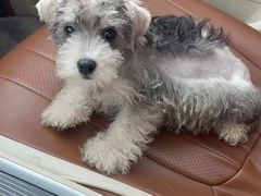 -翊宠yipet猫狗购宠庄园犬舍•猫舍