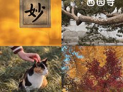 -西园戒幢律寺