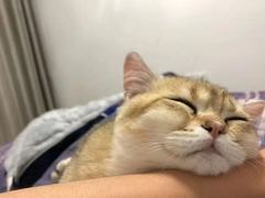 -喵zoo家庭繁育猫舍(尖东智能花园店)
