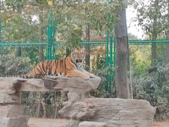 -上海野生动物园老虎餐厅