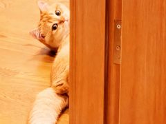 -欣宠猫屋·矮脚拿破仑·蓝金金渐层