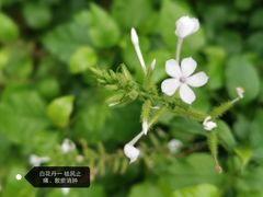 -陈李济中药博物馆