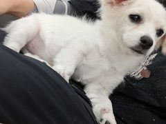 -瑞派·关忠动物医院·猫专科·犬专科(三环新城店)