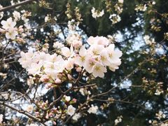 -武汉大学-樱园