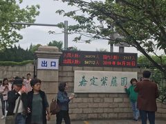 -嘉定紫藤园