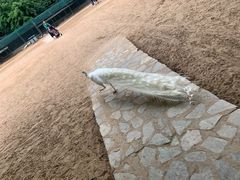 -秦皇岛野生动物园