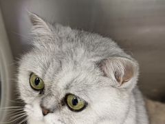 -瑞派·关忠动物医院·猫专科·犬专科(三环新城店)