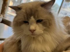 -藏猫猫咖啡主题馆(中央大道店)