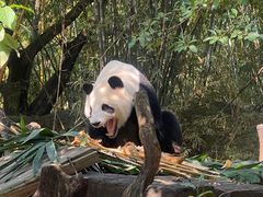 -广州长隆野生动物世界