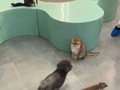 -Honey Bacca 哈尼芭卡高端萌宠(朝阳大悦城店)