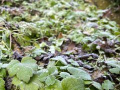 -西岭雪山大飞水景区