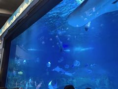 -烟台海昌鲸鲨海洋公园